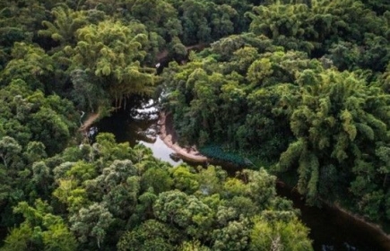Wir unterstützen den Schutz des tropischen Regenwaldes in Argentinien durch den Verein "Sagittaria"